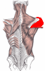 deltoideus posterior