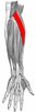 extensor carpi radialis longus