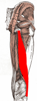 Dvojhlavý stehenný sval