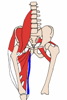 Štíhly sval stehna