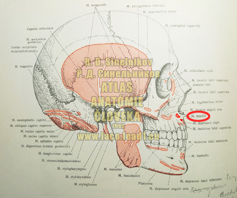 Nosový sval MIESTA UPÍNANÍ SVALOV HLAVY (SCHÉMA)