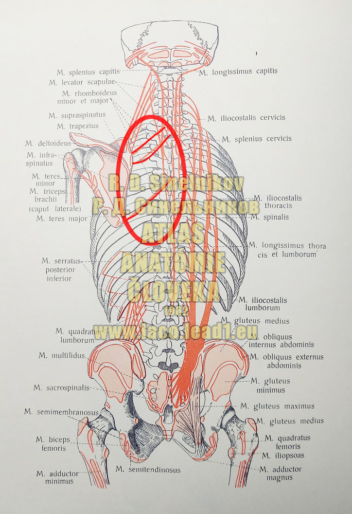 Malý rombický sval – malý kosoštvorcový sval MIESTA ÚPONOV A PRIPNUTÍ SVALOV TRUPU ZO ZADU (SCHÉMA)
