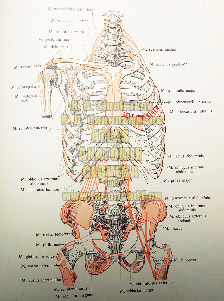 Medzirebrové svaly vnútorné MIESTA ÚPONOV A UCHYTENÍ SVALOV TORZA (SCHÉMA)