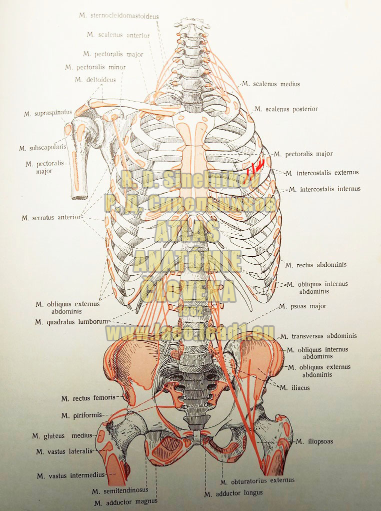 Medzirebrové svaly vonkajšie MIESTA ÚPONOV A UCHYTENÍ SVALOV TORZA (SCHÉMA)