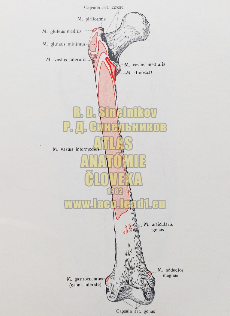 Vnútorná hlava štvorhlavého svalu stehna MIESTA UPÍNANÍ SVALOV NA STEHENNEJ KOSTI - PRAVEJ - Z PREDU