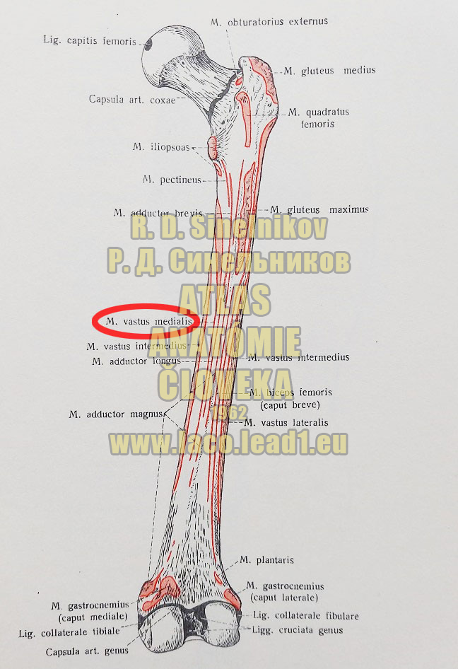 Vnútorná hlava štvorhlavého svalu stehna MIESTA UPÍNANÍ SVALOV NA STEHENNEJ KOSTI - PRAVEJ - ZO ZADU
