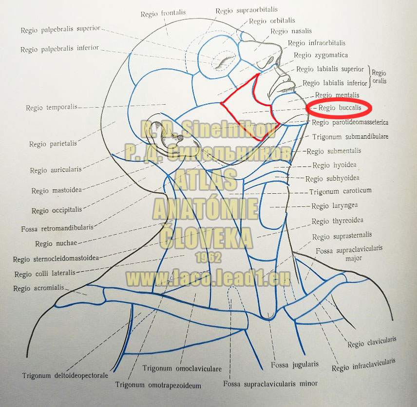 Hĺbkový tvárový sval OBLASTI HLAVY A KRKU