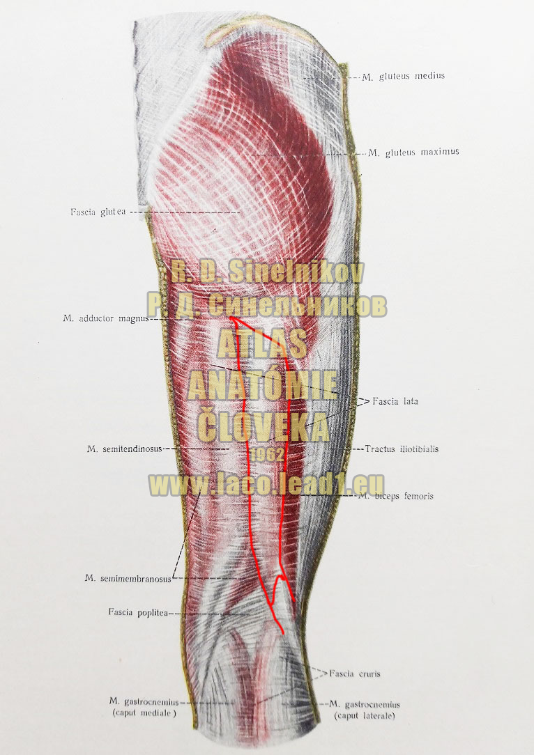 Dvojhlavý stehenný sval SVALY A FASCIE PANVY A STEHNA - PRAVÉHO - ZO ZADU