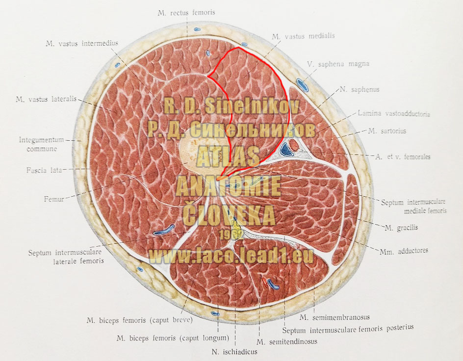 Vnútorná hlava štvorhlavého svalu stehna SVALY A FASCIE STEHNA - PRAVÉHO (PRIEČNY REZ NA ÚROVNI STREDU STEHNA)