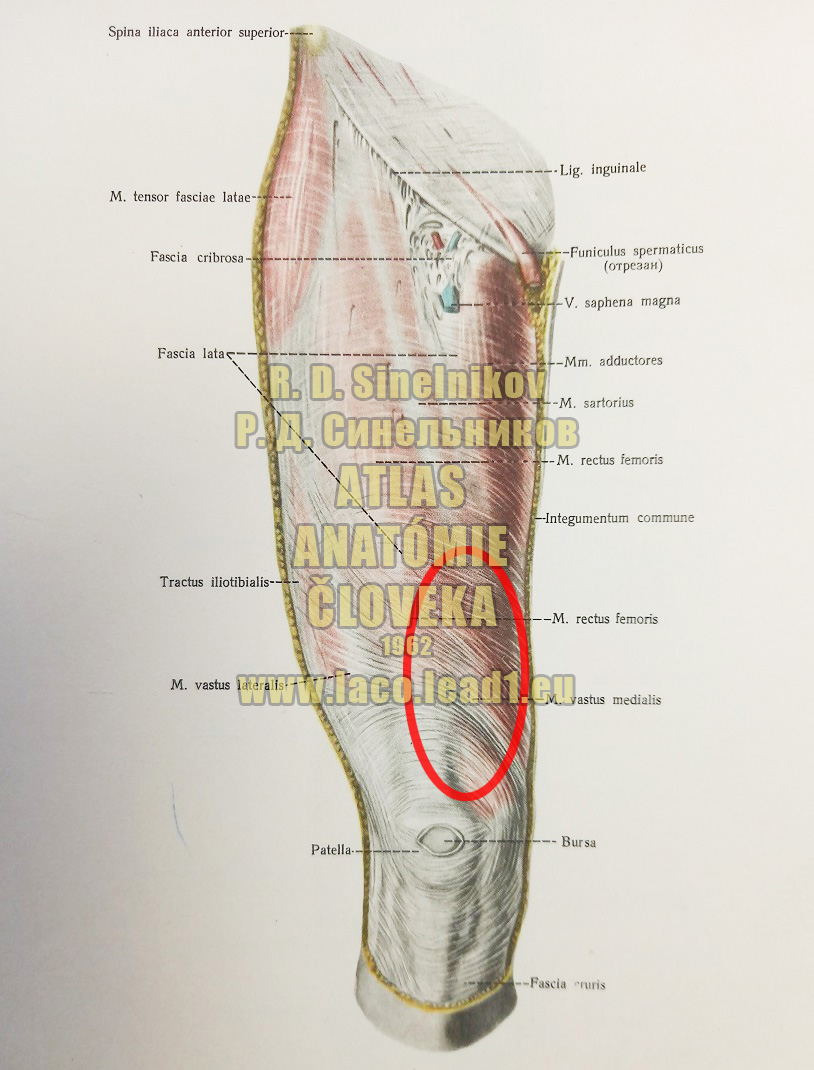 Vnútorná hlava štvorhlavého svalu stehna SVALY A FASCIE STEHNA - PRAVÉHO - Z PREDU