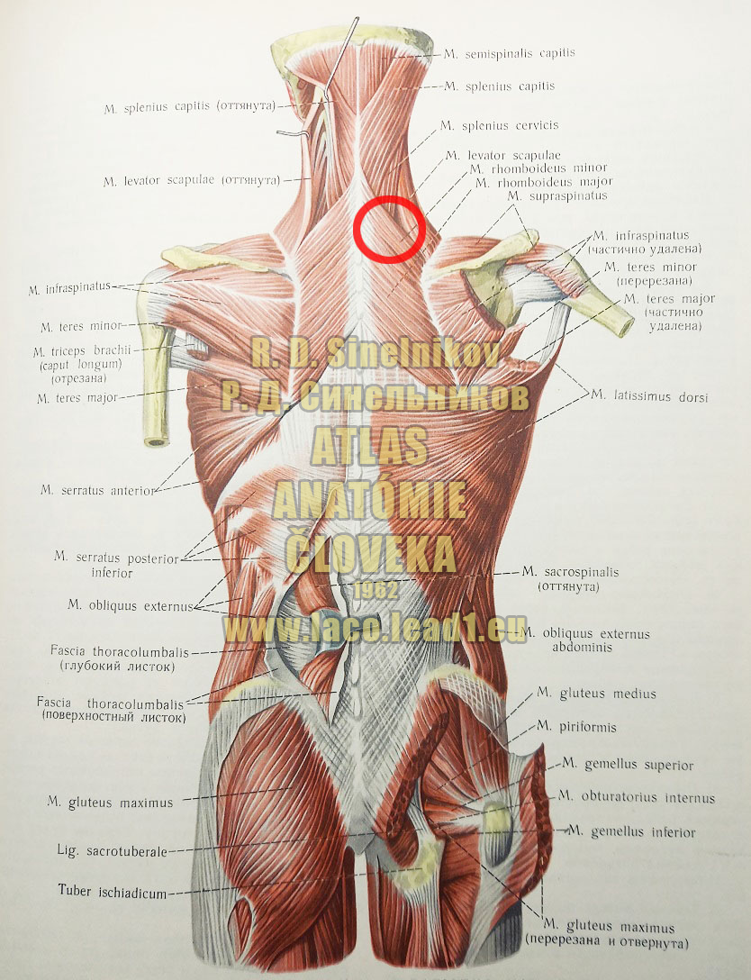 Malý rombický sval – malý kosoštvorcový sval SVALY CHRBTA A ZÁTYLKU (POVRCHOVÉ SVALY)