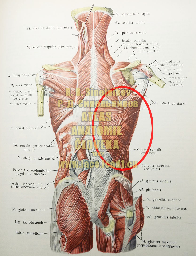Najširší sval chrbta SVALY CHRBTA A ZÁTYLKU (POVRCHOVÉ SVALY)