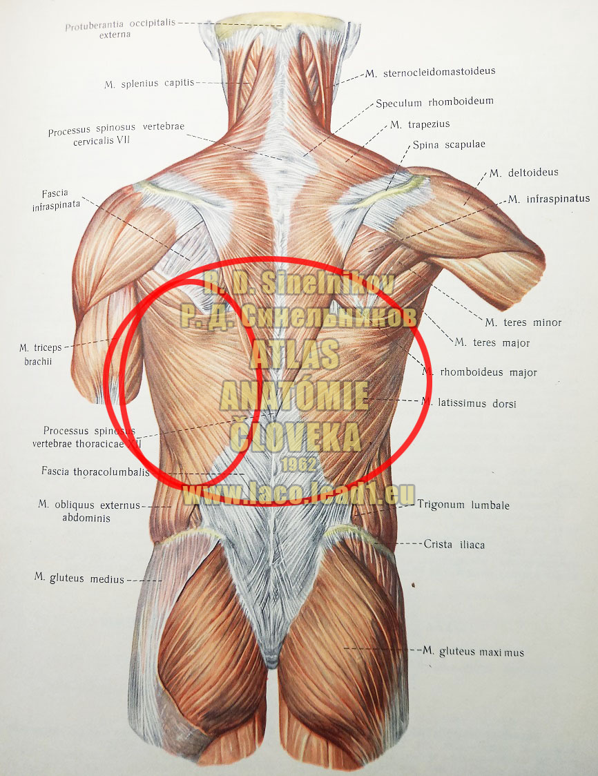Najširší sval chrbta SVALY CHRBTA - MM.DORSI - POVRCHOVÉ SVALY
