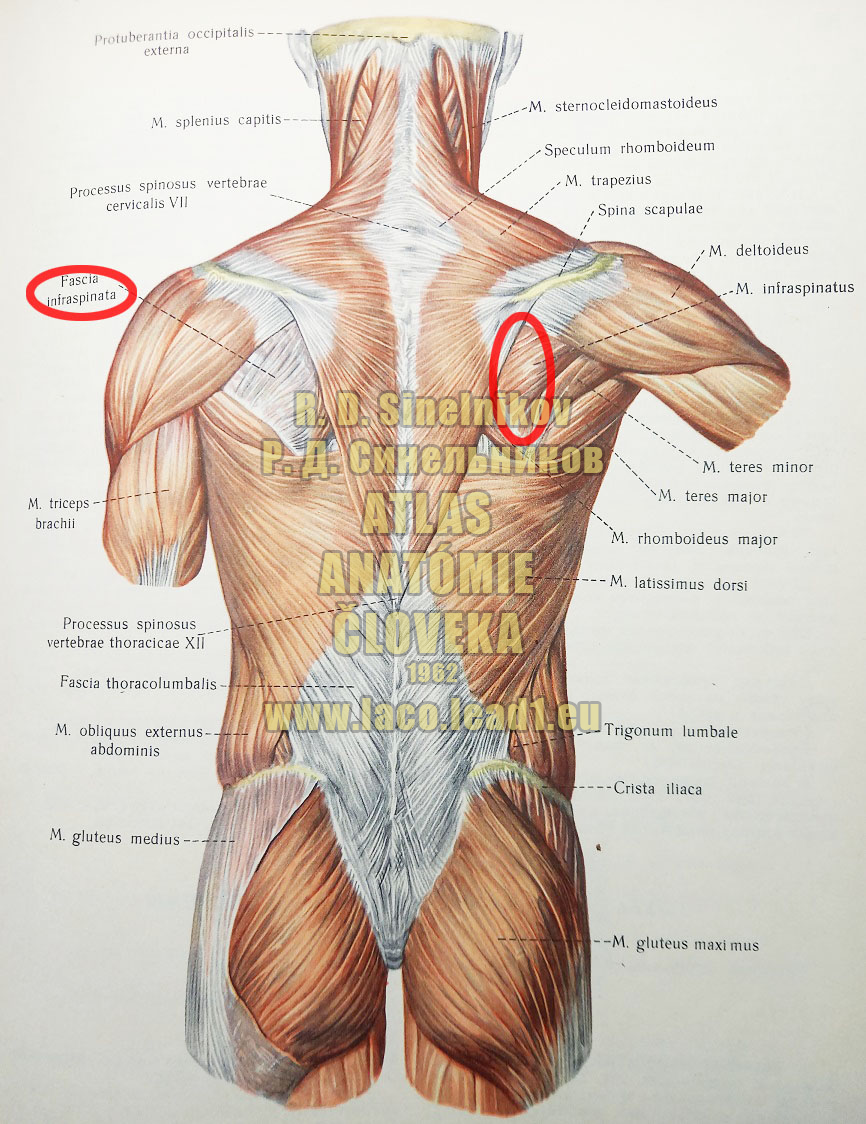Podhrebeňový sval SVALY CHRBTA - MM.DORSI - POVRCHOVÉ SVALY