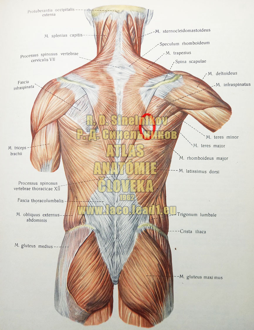 Veľký rombický sval – veľký kosoštvorcový sval SVALY CHRBTA - MM.DORSI - POVRCHOVÉ SVALY