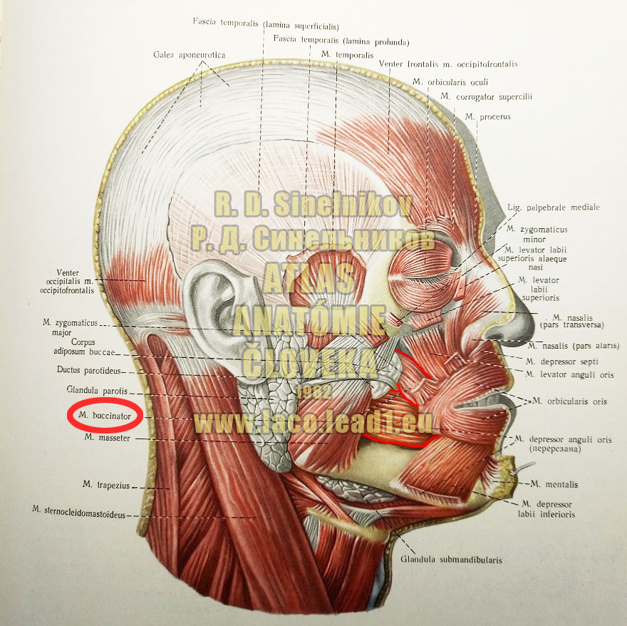 Hĺbkový tvárový sval SVALY HLAVY, MM. CAPITIS - Z PRAVA (MIMICKÉ A ŽUVACIE SVALY)