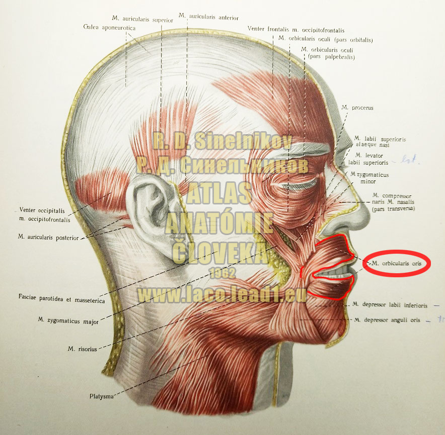 Kruhový ústny sval SVALY HLAVY, MM. CAPITIS - Z PRAVA (MIMICKÉ SVALY LÍCA)