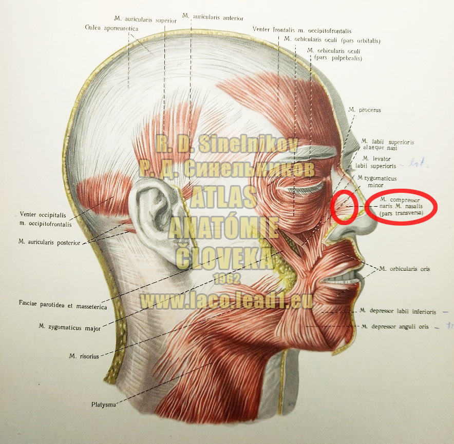 Nosový sval SVALY HLAVY, MM. CAPITIS - Z PRAVA (MIMICKÉ SVALY LÍCA)