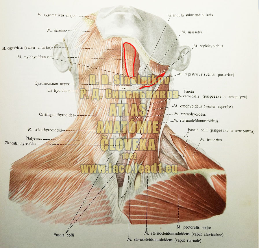 Dvojbruchý sval SVALY KRKU, MM. COLLI - Z PREDU (POVRCHOVÉ SVALY)