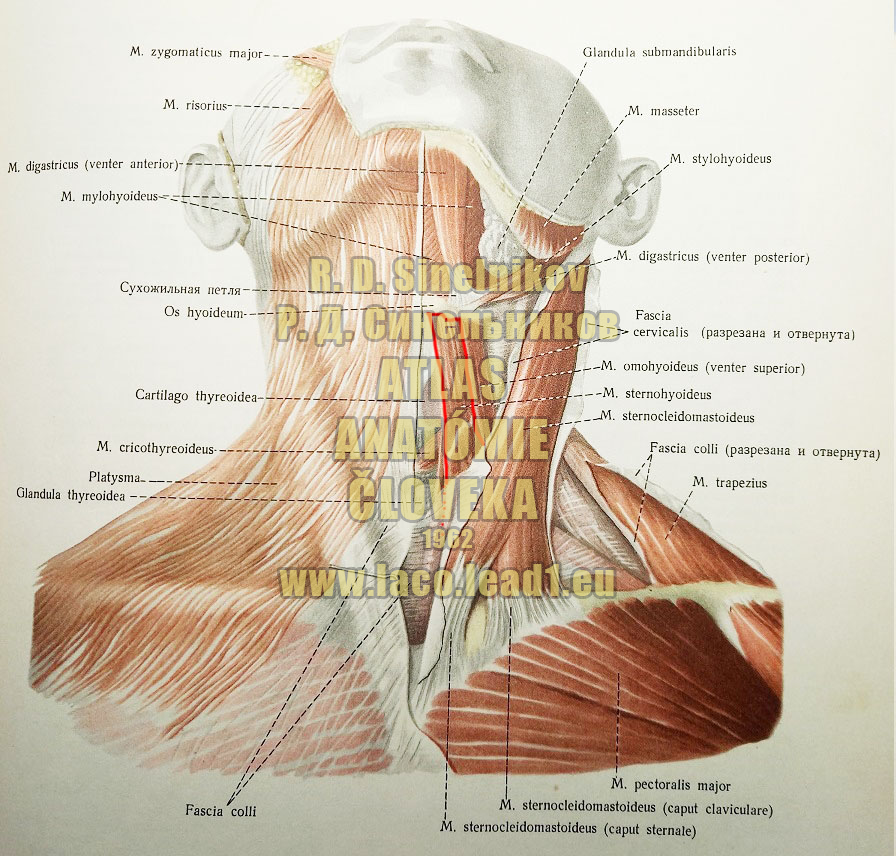 Mostíkovojazylkový sval SVALY KRKU, MM. COLLI - Z PREDU (POVRCHOVÉ SVALY)