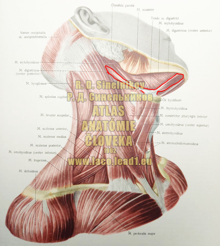 Dvojbruchý sval SVALY KRKU - Z PRAVA (POVRCHOVÉ SVALY)