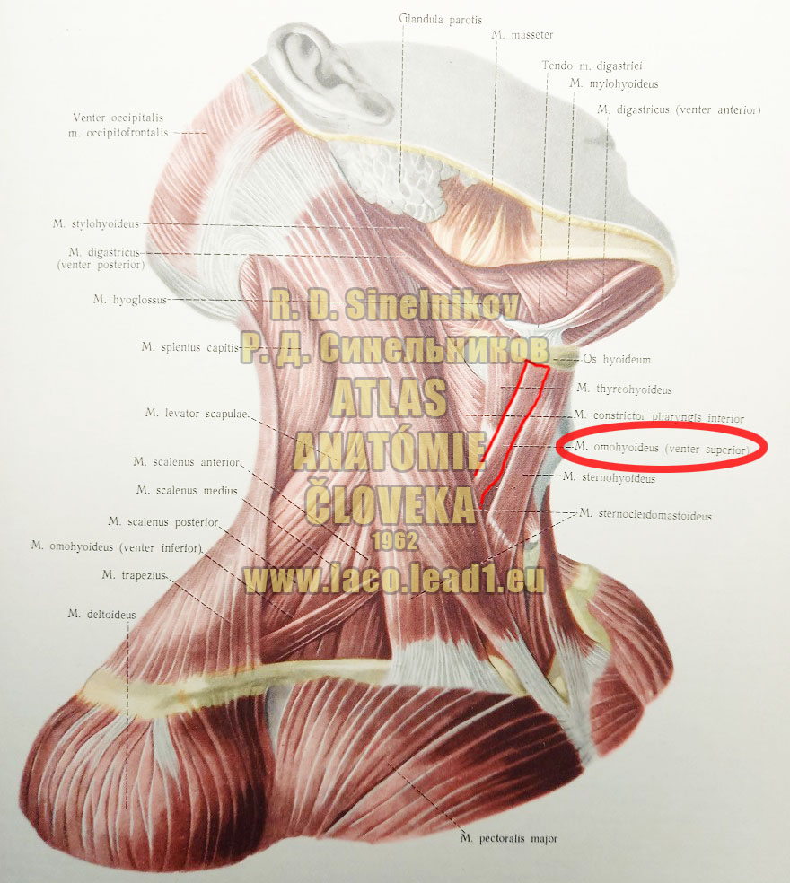 Lopatkovojazylkový sval SVALY KRKU - Z PRAVA (POVRCHOVÉ SVALY)