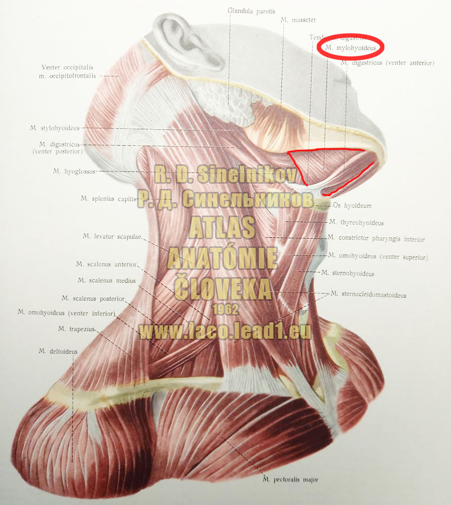 Sánkovojazylkový sval SVALY KRKU - Z PRAVA (POVRCHOVÉ SVALY)