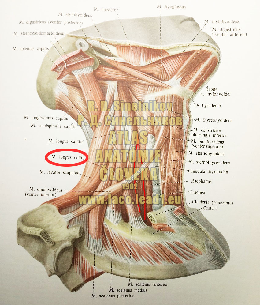 Dlhý sval krku SVALY KRKU - Z PRAVA (POVRCHOVÉ SVALY - STREDNÁ SKUPINA A HLBOKÉ SVALY - BOČNÁ SKUPINA)