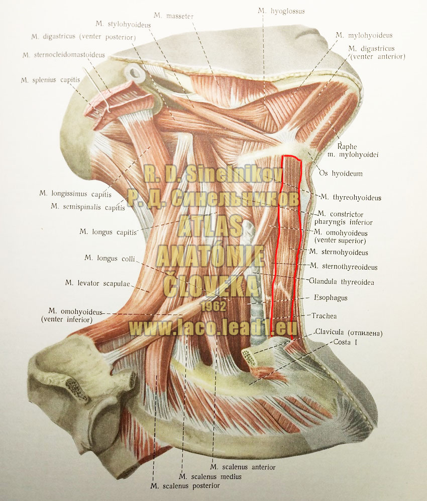 Mostíkovojazylkový sval SVALY KRKU - Z PRAVA (POVRCHOVÉ SVALY - STREDNÁ SKUPINA A HLBOKÉ SVALY - BOČNÁ SKUPINA)