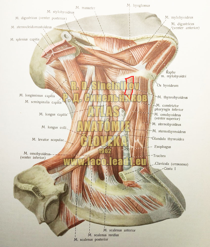 Štítnojazylkový sval