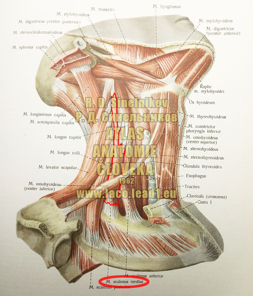 Stredný šikmý sval