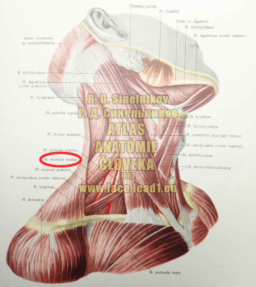 Stredný šikmý sval SVALY KRKU - Z PRAVA (POVRCHOVÉ SVALY)