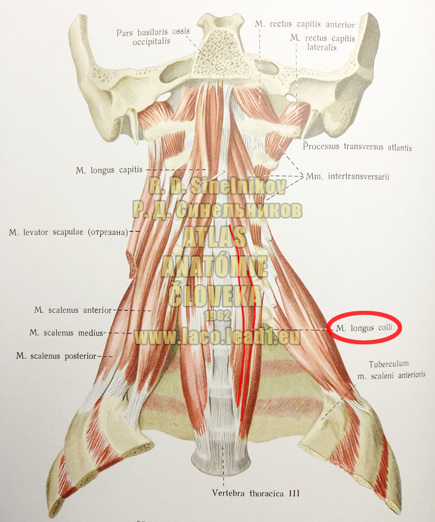 Dlhý sval krku