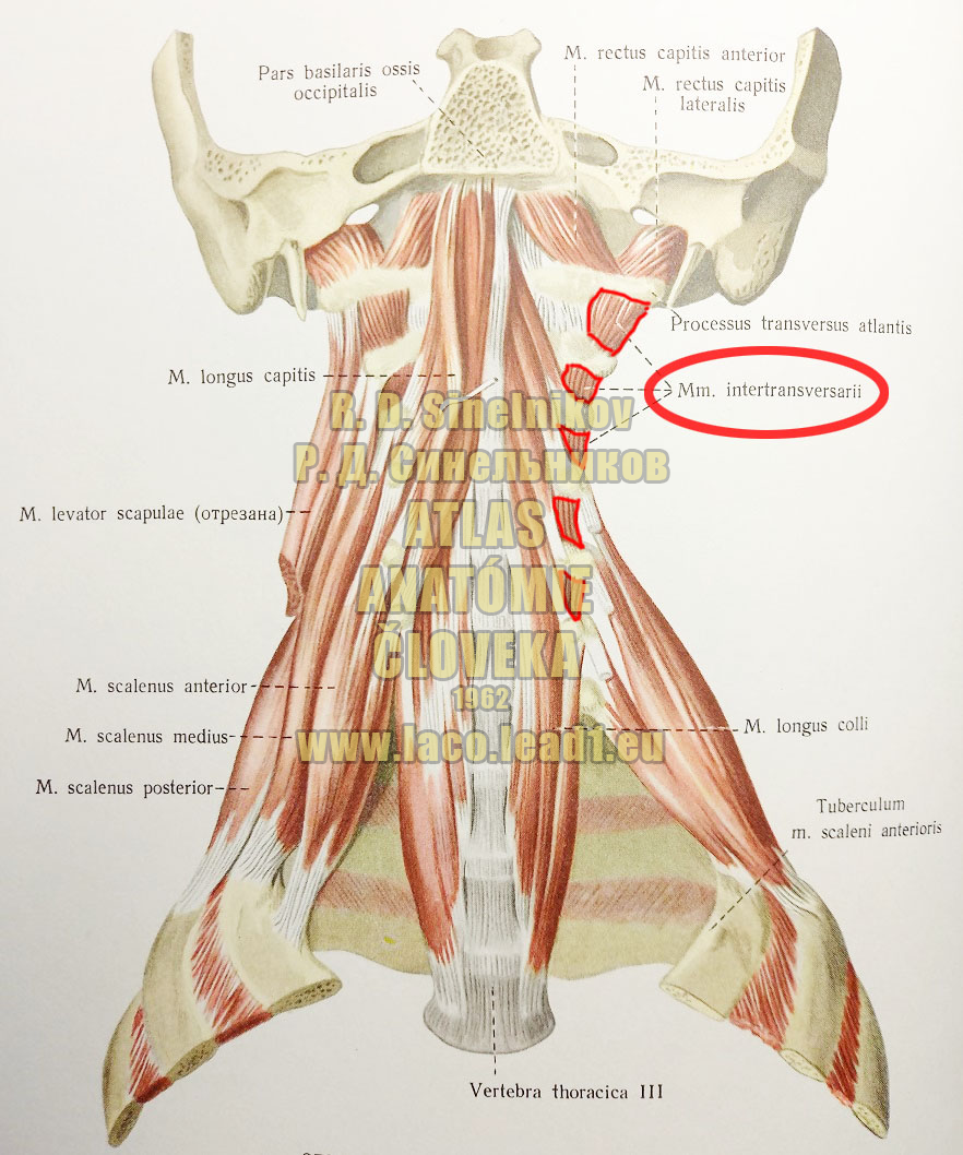 Predné medzibočníkové svaly krku