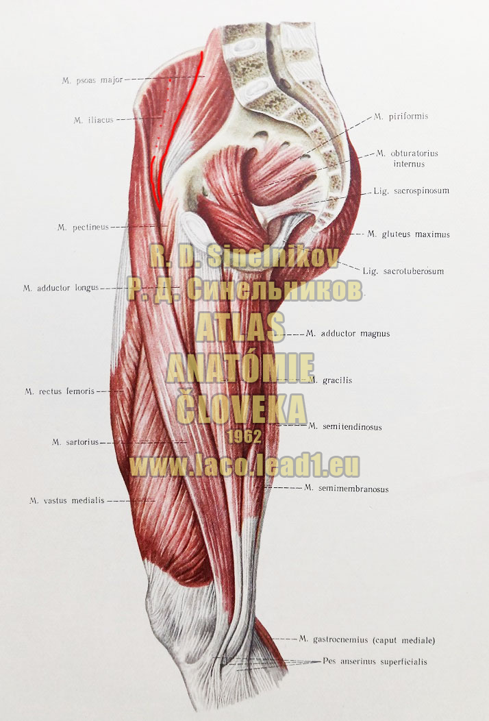 Bedrový sval SVALY PANVY A STEHNA - PRAVÉHO (VNÚTORNÉ SVALY PANVY, PREDNÁ A STREDNÁ SKUPINA SVALOV STEHNA)