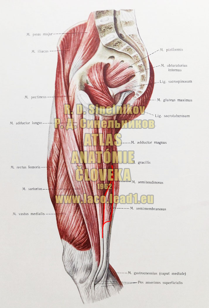 Poloblanitý sval SVALY PANVY A STEHNA - PRAVÉHO (VNÚTORNÉ SVALY PANVY, PREDNÁ A STREDNÁ SKUPINA SVALOV STEHNA)