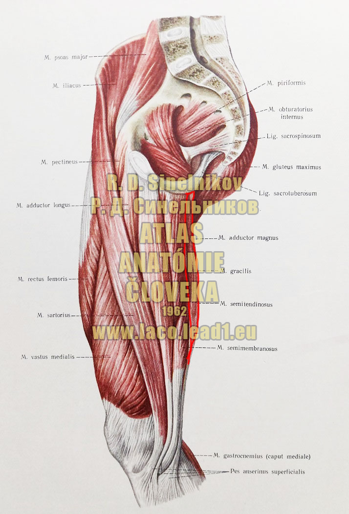 Pološľachovitý sval SVALY PANVY A STEHNA - PRAVÉHO (VNÚTORNÉ SVALY PANVY, PREDNÁ A STREDNÁ SKUPINA SVALOV STEHNA)