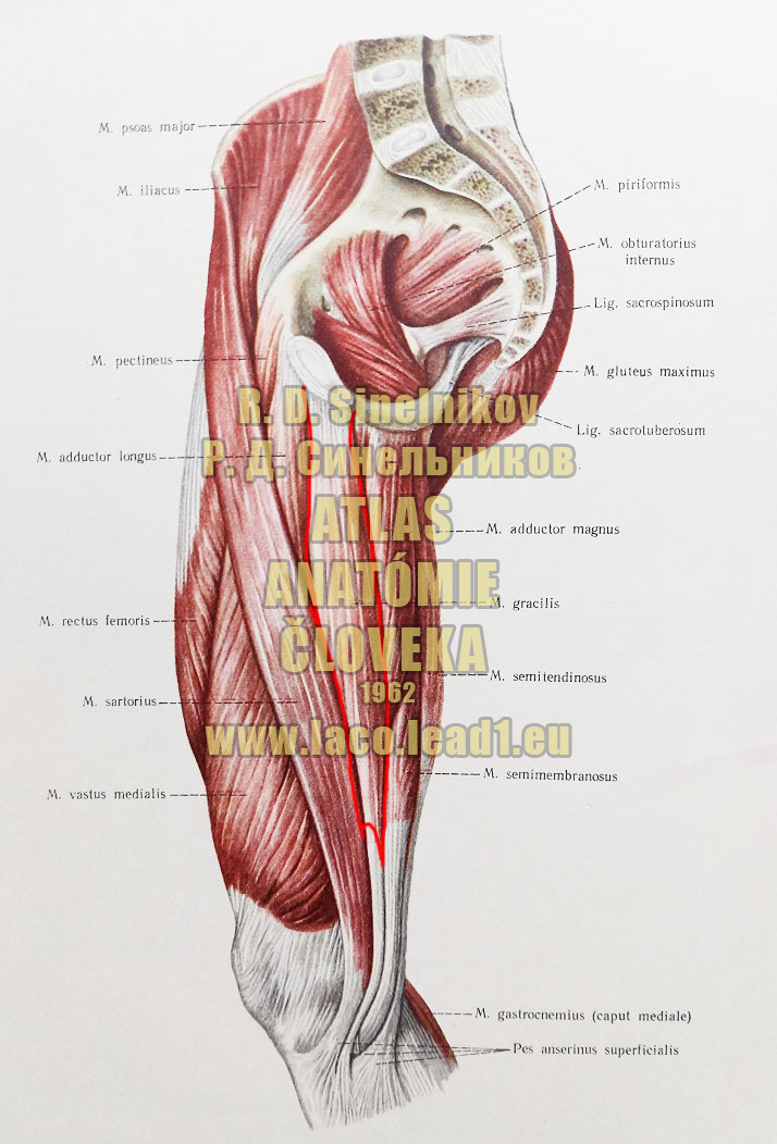 Štíhly sval stehna SVALY PANVY A STEHNA - PRAVÉHO (VNÚTORNÉ SVALY PANVY, PREDNÁ A STREDNÁ SKUPINA SVALOV STEHNA)