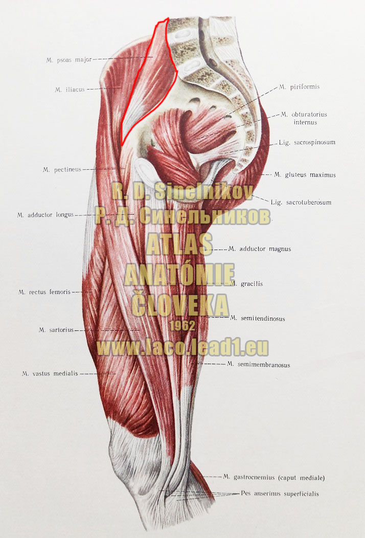 Veľký bedrovostehenný sval SVALY PANVY A STEHNA - PRAVÉHO (VNÚTORNÉ SVALY PANVY, PREDNÁ A STREDNÁ SKUPINA SVALOV STEHNA)