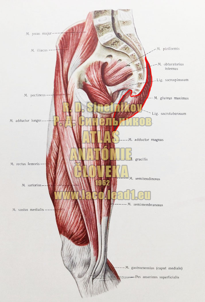 Veľký sedací sval SVALY PANVY A STEHNA - PRAVÉHO (VNÚTORNÉ SVALY PANVY, PREDNÁ A STREDNÁ SKUPINA SVALOV STEHNA)