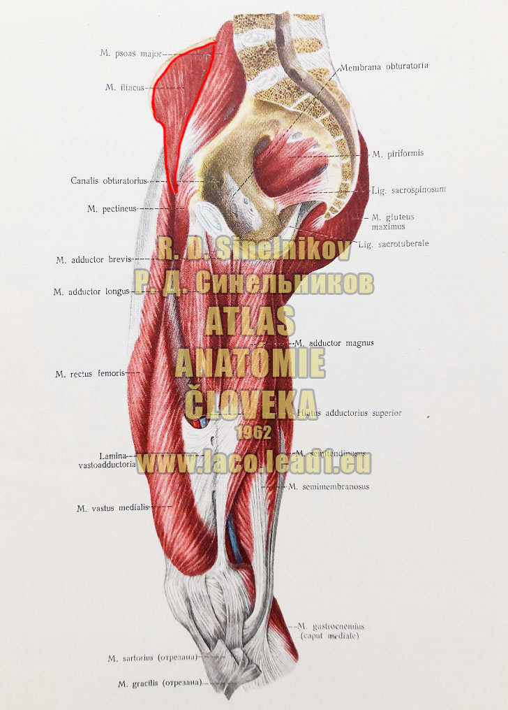 Bedrový sval SVALY PANVY A STEHNA - PRAVÉHO - Z BOKU (STREDNÁ VRSTVA)