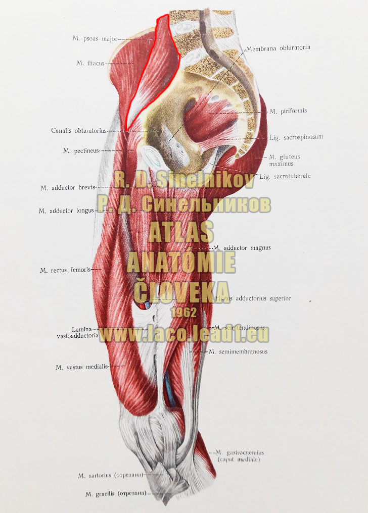 Veľký bedrovostehenný sval SVALY PANVY A STEHNA - PRAVÉHO - Z BOKU (STREDNÁ VRSTVA)