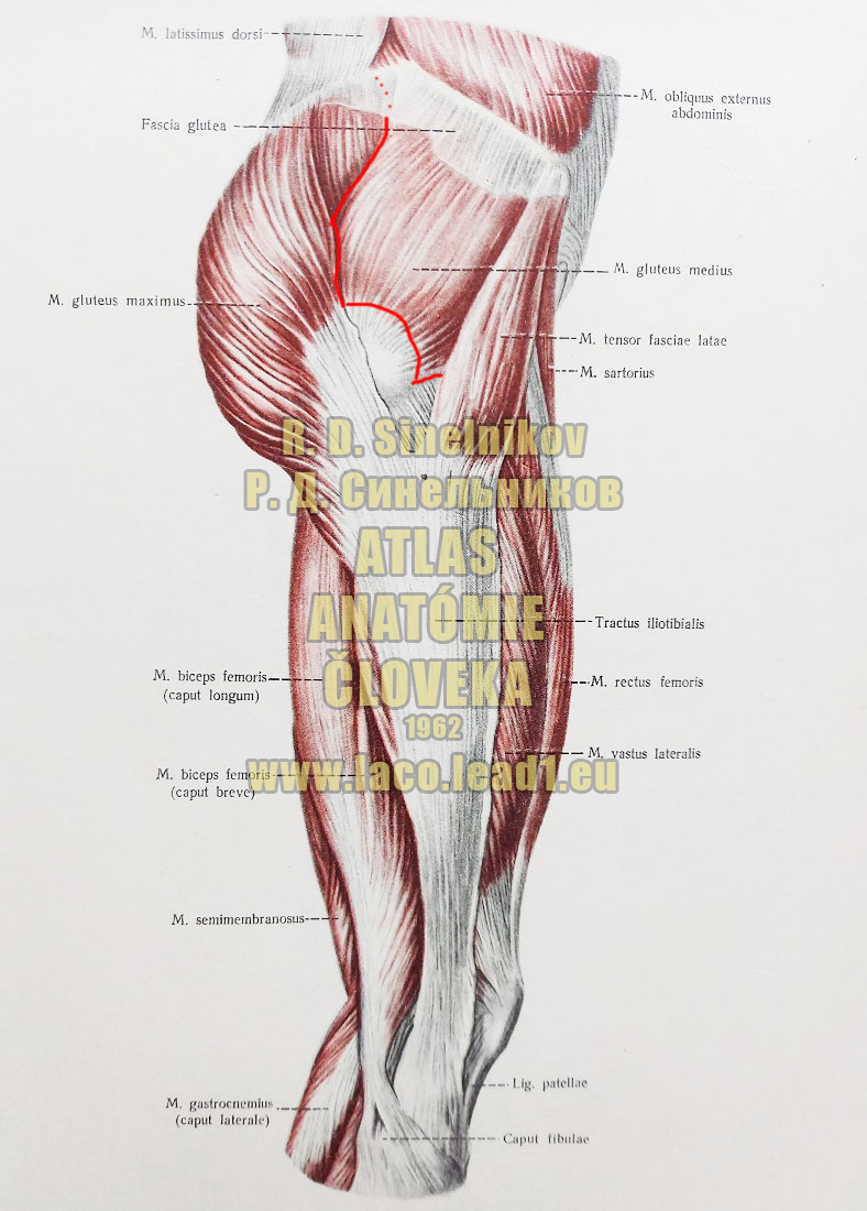 Stredný sedací sval