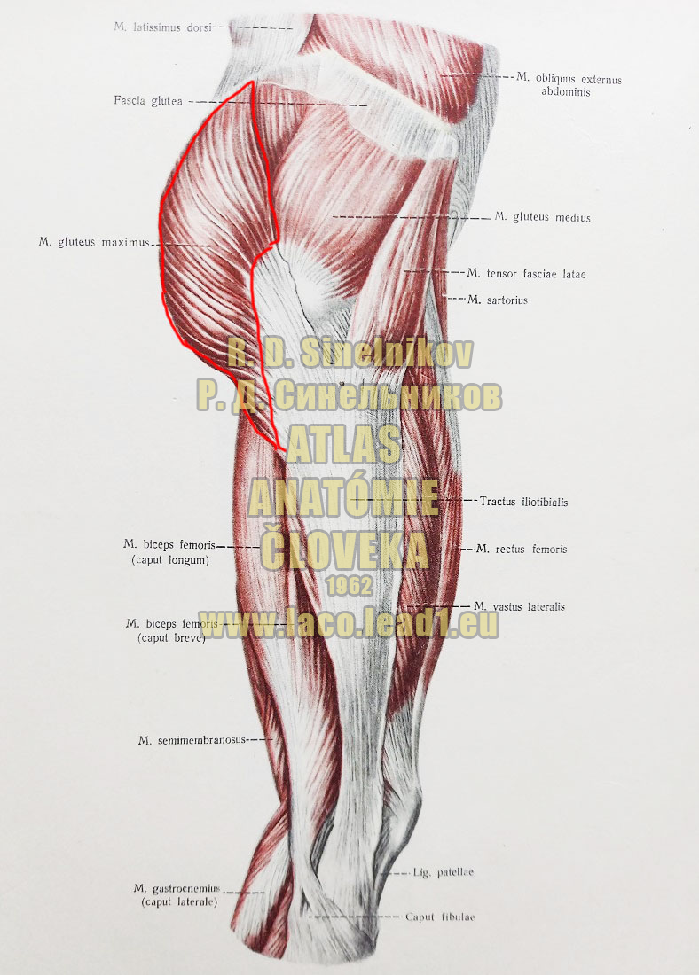 Veľký sedací sval SVALY PANVY A STEHNA - PRAVÉHO - Z BOKU