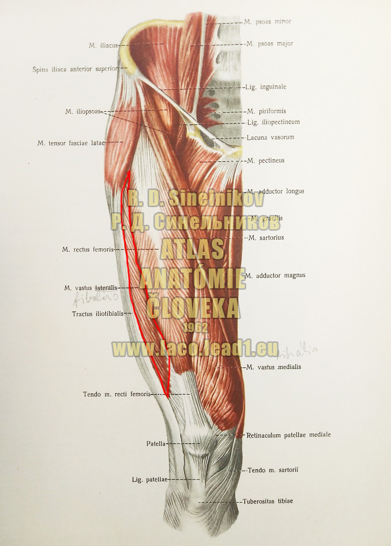 Bočný široký sval SVALY PANVY A STEHNA - PRAVÉHO - Z PREDU