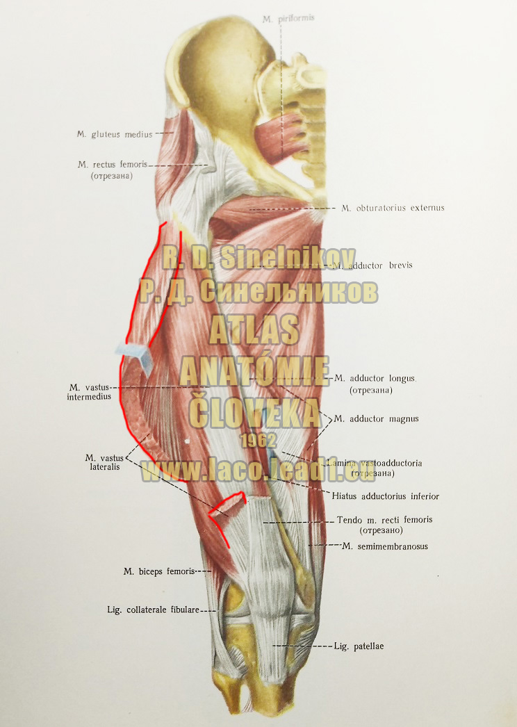 Bočný široký sval SVALY PANVY A STEHNA - PRAVÉHO - Z PREDU (HLBŠIA VRSTVA)