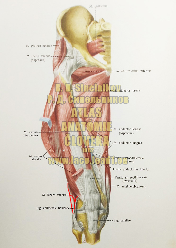 Dvojhlavý stehenný sval SVALY PANVY A STEHNA - PRAVÉHO - Z PREDU (HLBŠIA VRSTVA)