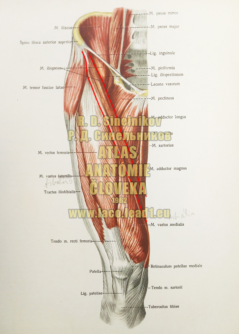 Krajčírsky sval