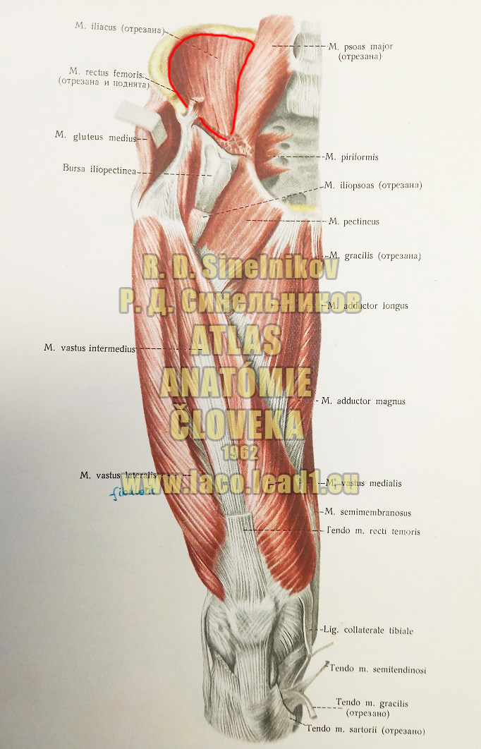 Bedrový sval SVALY PANVY A STEHNA - PRAVÉHO - Z PREDU (PRIAMY SVAL STEHNA)