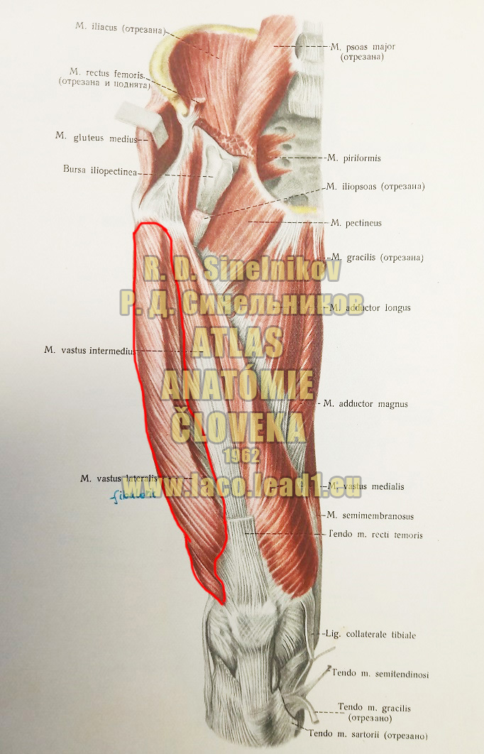 Bočný široký sval SVALY PANVY A STEHNA - PRAVÉHO - Z PREDU (PRIAMY SVAL STEHNA)